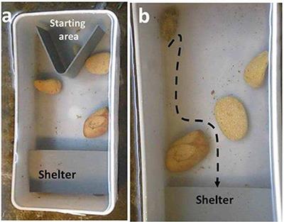 Going Up or Sideways? Perception of Space and Obstacles Negotiating by Cuttlefish